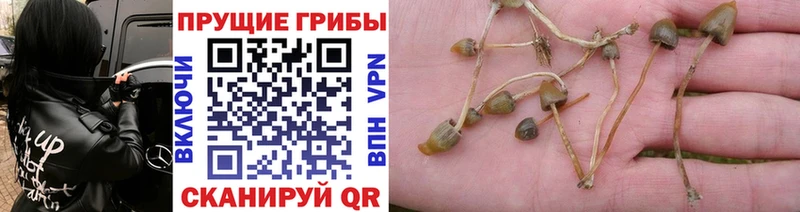 Галлюциногенные грибы мицелий  цены наркотик  ОМГ ОМГ зеркало  Заинск 
